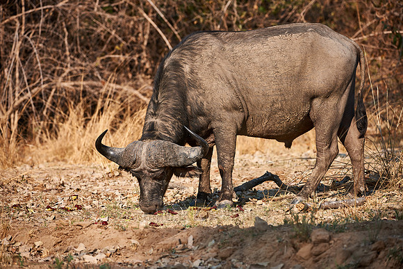 African buffalo, Syncerus caffer