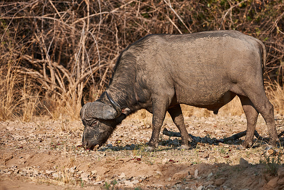 African buffalo, Syncerus caffer