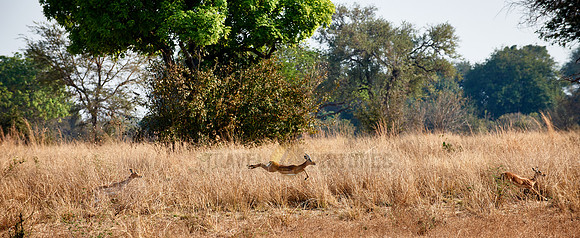 jumping Impala