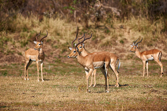 male Impala (Aepyceros melampus)