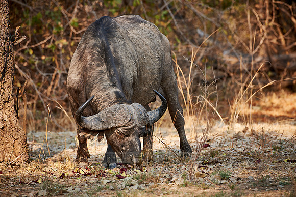African buffalo, Syncerus caffer