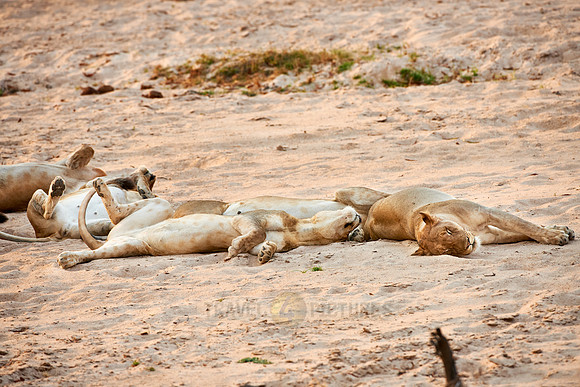 sleeping lioness, Panthera leo