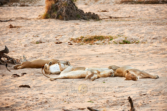 sleeping lioness, Panthera leo