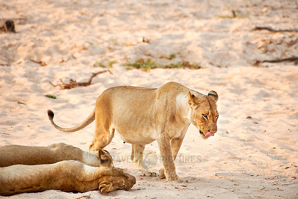 sleeping lioness, Panthera leo