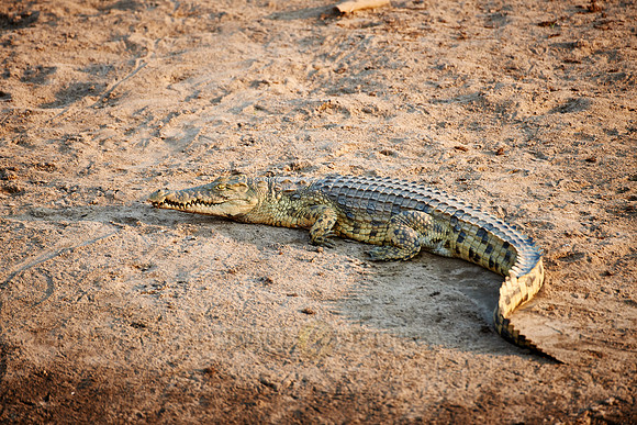 Nile crocodile, Crocodylus niloticus