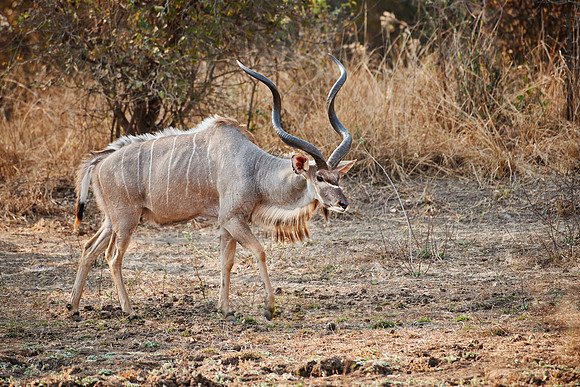 male Greater Kudu, Tragelaphus strepsiceros