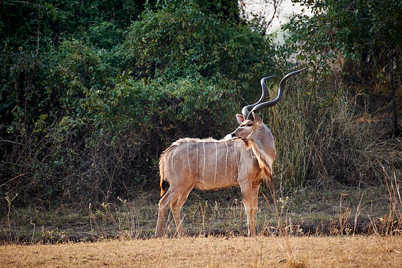 male Greater Kudu, Tragelaphus strepsiceros