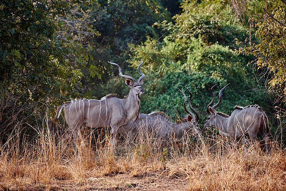 male Greater Kudu, Tragelaphus strepsiceros