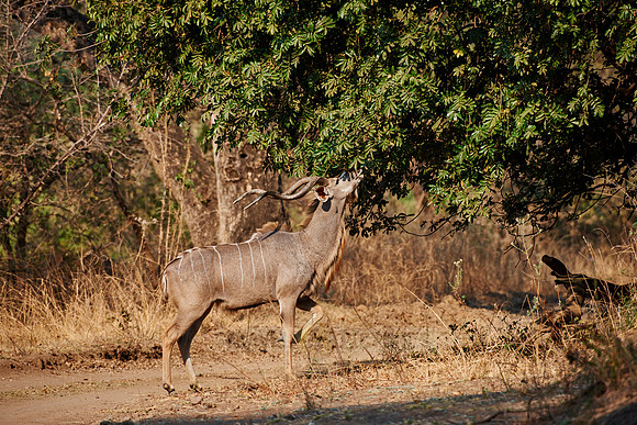 male Greater Kudu, Tragelaphus strepsiceros
