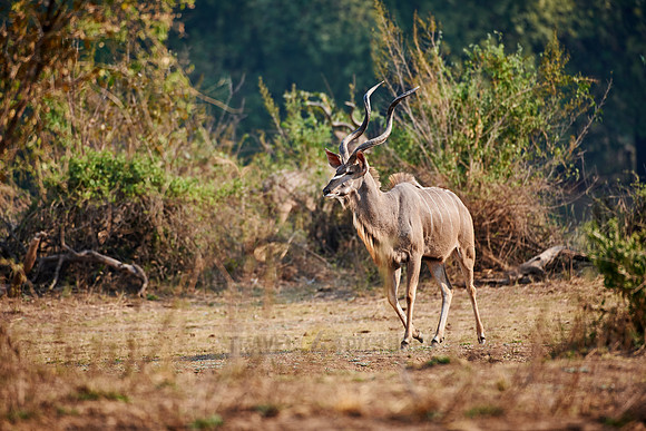 male Greater Kudu, Tragelaphus strepsiceros