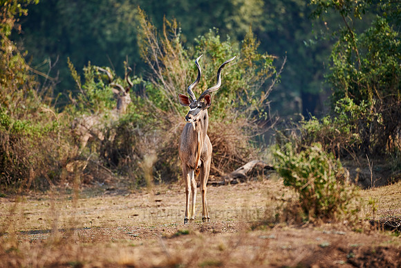 male Greater Kudu, Tragelaphus strepsiceros