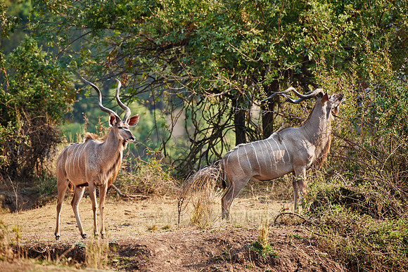 male Greater Kudu, Tragelaphus strepsiceros