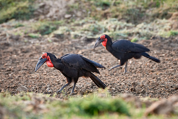 Southern Ground-hornbill, Bucorvus leadbeateri