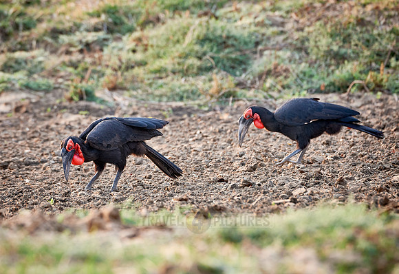 Southern Ground-hornbill, Bucorvus leadbeateri