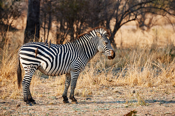 Plains Zebra or Burchell's zebra