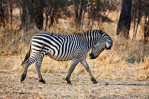 Plains Zebra or Burchell's zebra