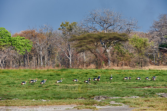 Black Crowned Crane, Balearica pavonina
