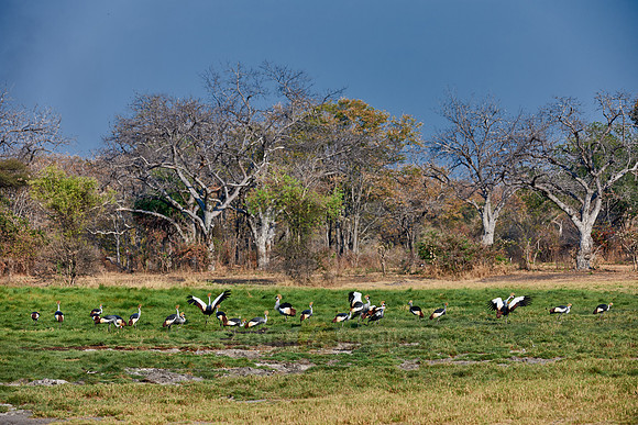 Black Crowned Crane, Balearica pavonina