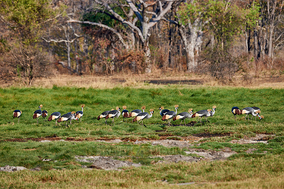 Black Crowned Crane, Balearica pavonina
