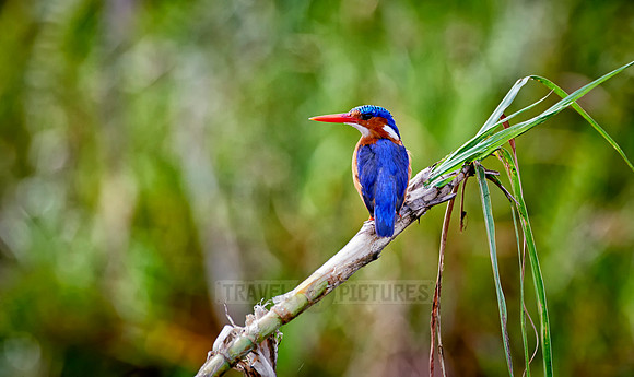 Malachite kingfisher, Alcedo cristata