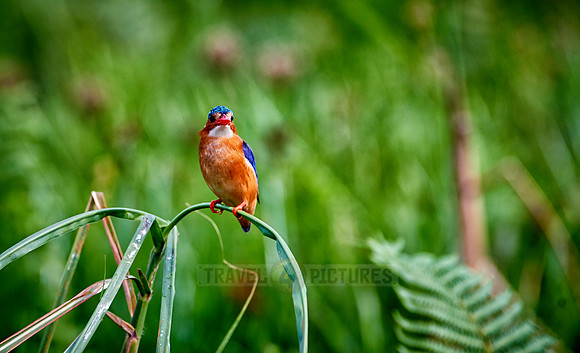 Malachite kingfisher, Alcedo cristata