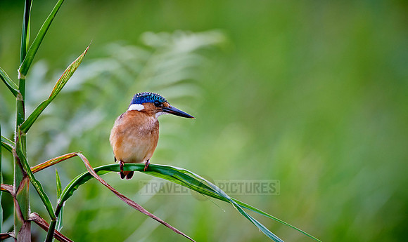 Malachite kingfisher, Alcedo cristata