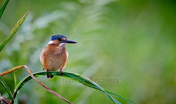 Malachite kingfisher, Alcedo cristata