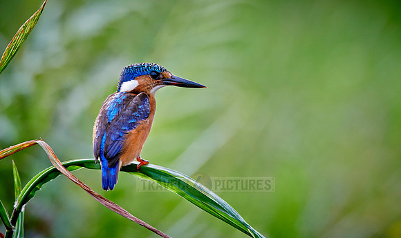 Malachite kingfisher, Alcedo cristata