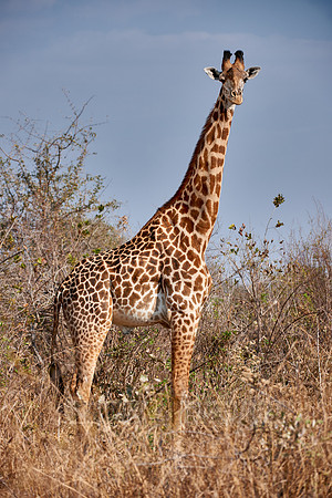Thornicroft Giraffe, Giraffa camelopardalis thornicrofti