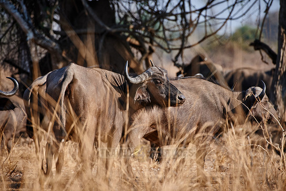 African buffalo, Syncerus caffer