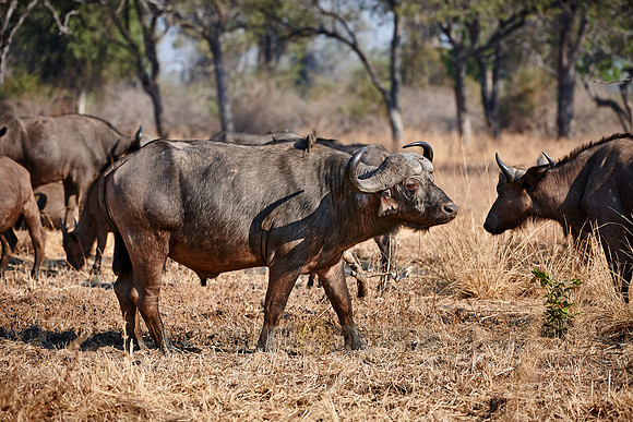 African buffalo, Syncerus caffer