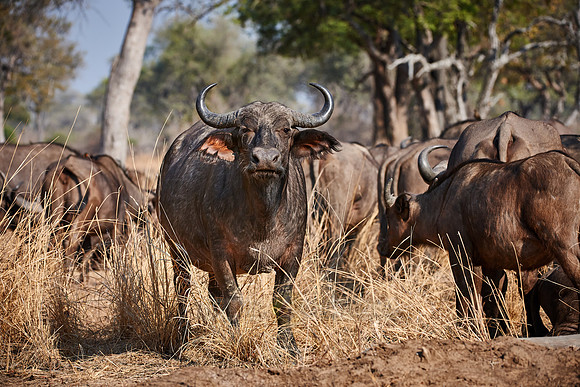 African buffalo, Syncerus caffer