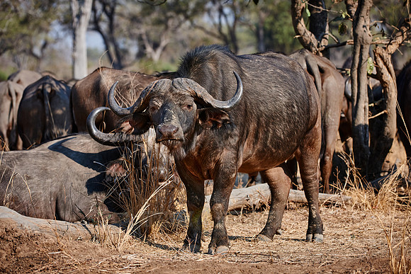African buffalo, Syncerus caffer