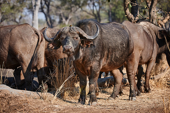 African buffalo, Syncerus caffer