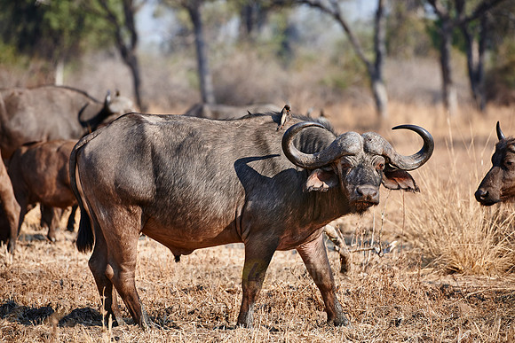 African buffalo, Syncerus caffer
