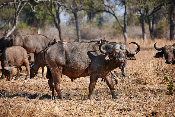 African buffalo, Syncerus caffer