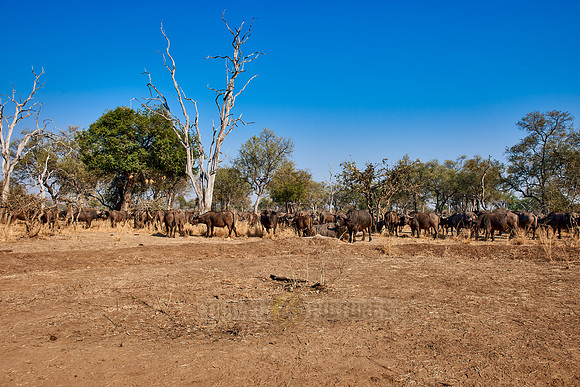 African buffalo, Syncerus caffer