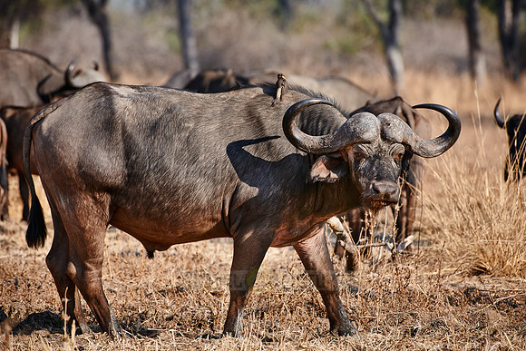 African buffalo, Syncerus caffer