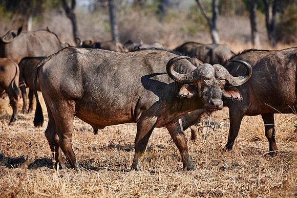 African buffalo, Syncerus caffer
