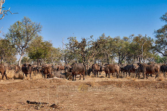 African buffalo, Syncerus caffer