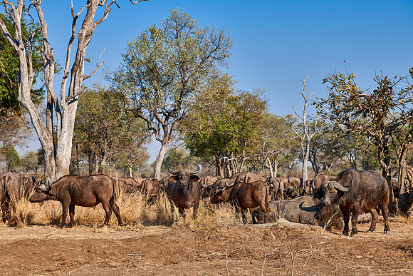 African buffalo, Syncerus caffer