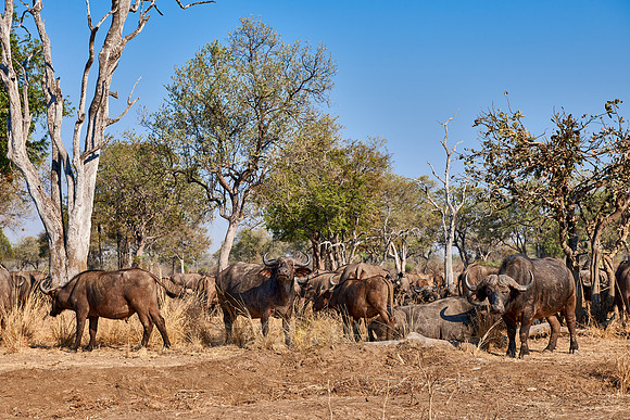 African buffalo, Syncerus caffer