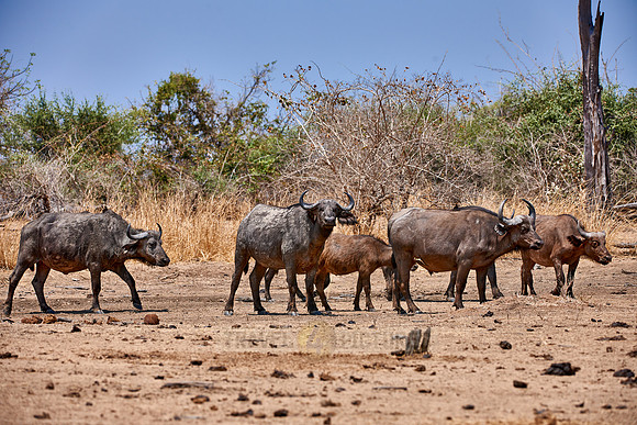 African buffalo, Syncerus caffer