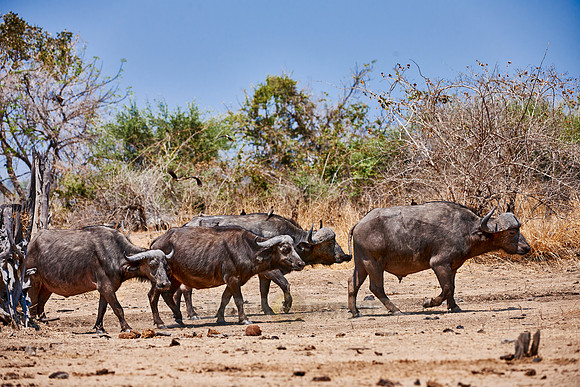 African buffalo, Syncerus caffer
