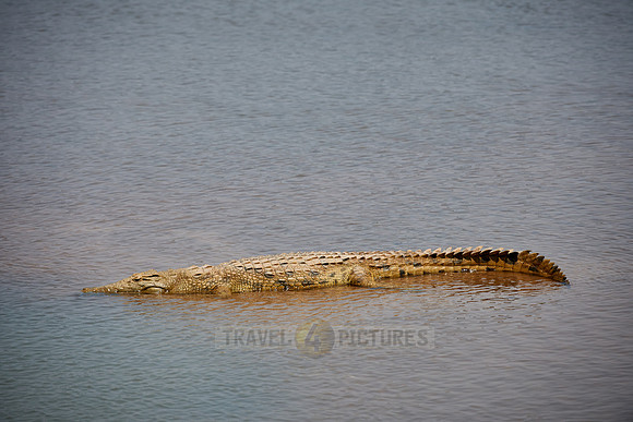Nile crocodile, Crocodylus niloticus