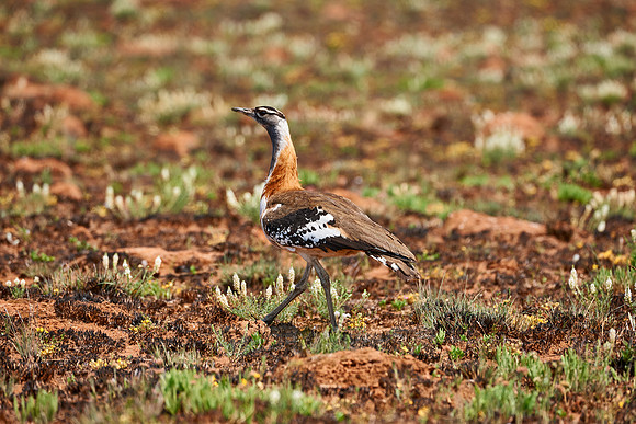 Stanley's Bustard, Neotis denhami, Nyika Plateau
