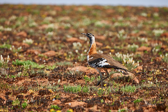 Stanley's Bustard, Neotis denhami, Nyika Plateau