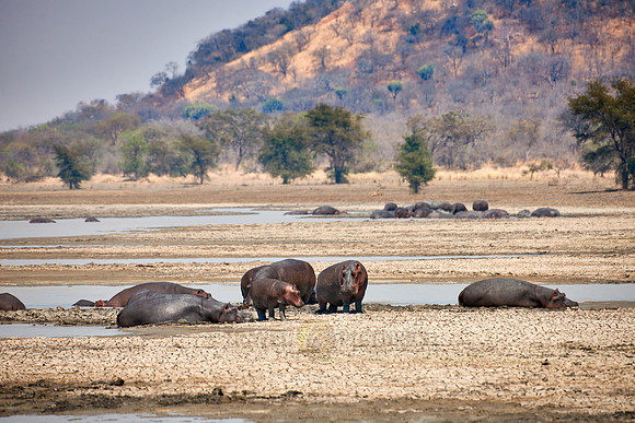 Hippo, Hippopotamus amphibius