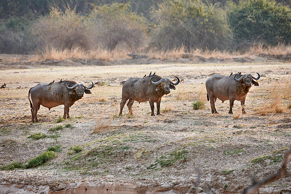 African buffalo, Syncerus caffer