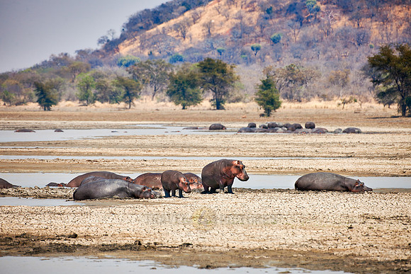 Hippo, Hippopotamus amphibius